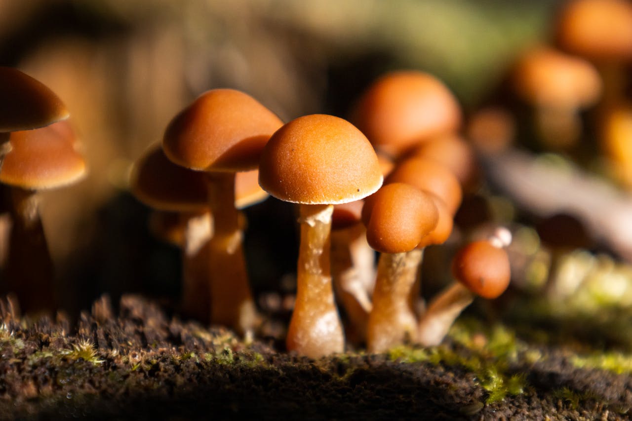 Detailed close-up of brown mushrooms growing naturally on forest floor.